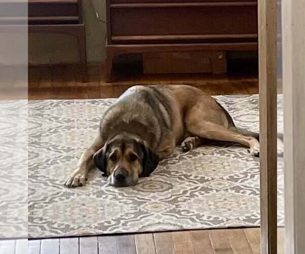 Medium Photo #4 Great Pyrenees-Unknown Mix Puppy For Sale in Union, WV, USA