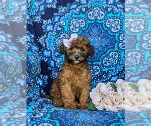 Cock-A-Poo Puppy for sale in OXFORD, PA, USA