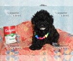 Small #12 Poodle (Toy)