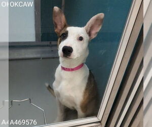 Bull Terrier Mix Dog for Adoption in Oklahoma City, Oklahoma USA