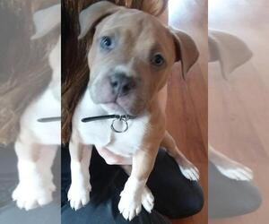 American Pit Bull Terrier Puppy for sale in ARTHUR, IL, USA