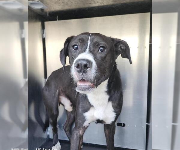 Medium Photo #1 Labrador Retriever-Unknown Mix Puppy For Sale in San Antonio, TX, USA