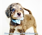 Puppy 5 Australian Labradoodle-Miniature Bernedoodle Mix