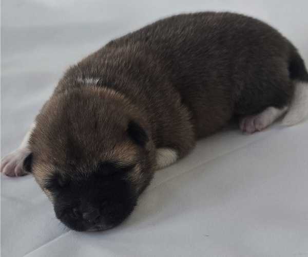 Medium Photo #4 Akita Puppy For Sale in STRAFFORD, MO, USA