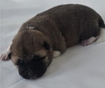 Small #3 Akita