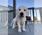 Small Photo #1 Labrador Retriever Puppy For Sale in AURORA, CO, USA