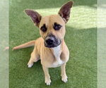 Small Black Mouth Cur