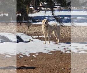 Coco - Female Great Pyrenees Dog for Adoption - Photo #8