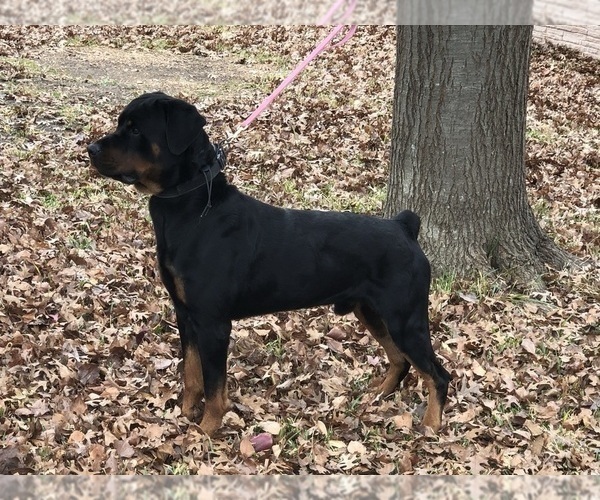 Medium Photo #25 Rottweiler Puppy For Sale in GARLAND, TX, USA
