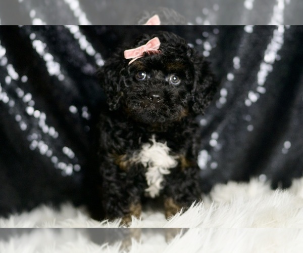 Medium Photo #4 Goldendoodle (Miniature) Puppy For Sale in WARSAW, IN, USA