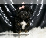 Small #3 Goldendoodle (Miniature)