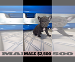 Small Photo #3 French Bulldog Puppy For Sale in SUNNYSIDE, WA, USA