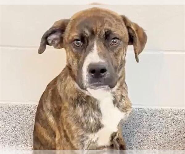 Medium Photo #2 Plott Hound Puppy For Sale in Houston, TX, USA