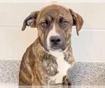 Small #1 Plott Hound