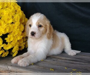 Labradoodle-Poodle (Miniature) Mix Puppy for sale in FREDERICKSBG, OH, USA