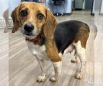 Small Photo #2 Beagle-Unknown Mix Puppy For Sale in Washington, DC, USA