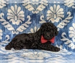 Small Photo #6 Poodle (Toy) Puppy For Sale in QUARRYVILLE, PA, USA