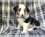 Small #2 Miniature Australian Shepherd