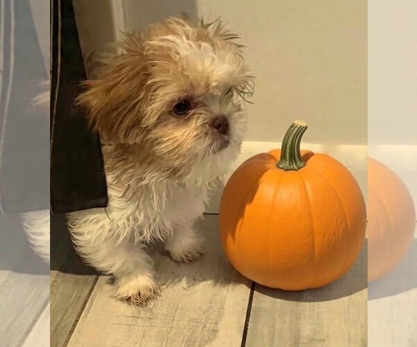 Medium Photo #5 Shih Tzu Puppy For Sale in WESTPORT, MA, USA