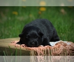 Small Photo #4 Pomimo Puppy For Sale in BLUFORD, IL, USA