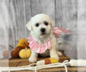 Bichon Frise Puppy for sale in ORO VALLEY, AZ, USA