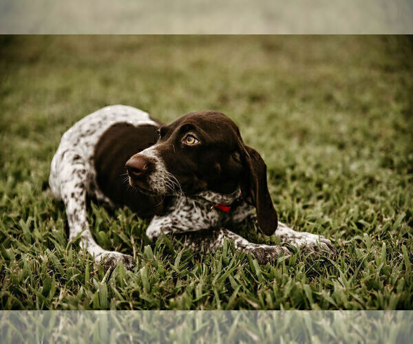 Medium Photo #17 German Shorthaired Pointer Puppy For Sale in GAINESVILLE, GA, USA