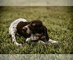 Small Photo #17 German Shorthaired Pointer Puppy For Sale in GAINESVILLE, GA, USA