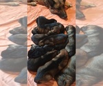 Small #4 German Shepherd Dog