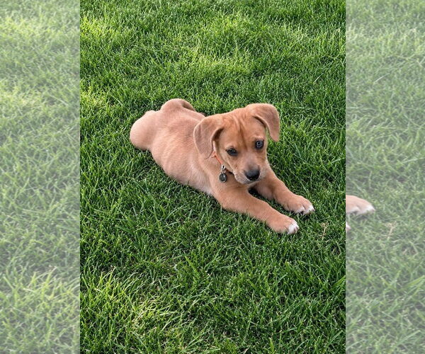 Medium Photo #3 Bulldog-Unknown Mix Puppy For Sale in Denver , CO, USA