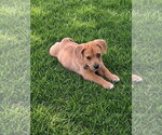 Small #2 Bulldog Mix