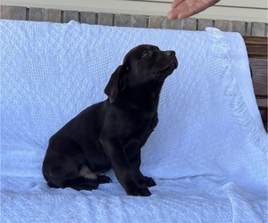 Labrador Retriever Puppy for sale in WITHEE, WI, USA