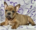 Small #2 English Bulldog-French Bulldog Mix