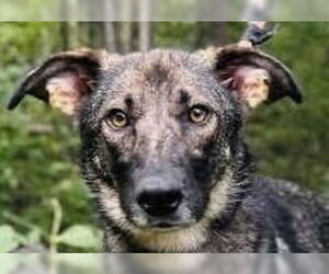 Mutt Dogs for adoption in Canton, CT, USA