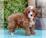 Small #3 Cavapoo