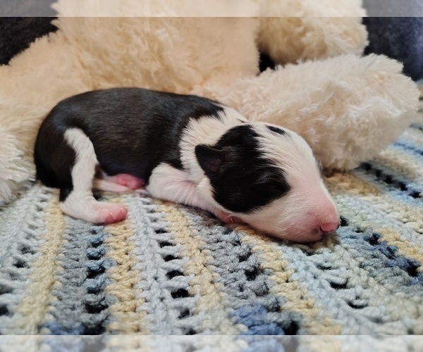Medium Photo #48 Border Collie Puppy For Sale in NORBORNE, MO, USA