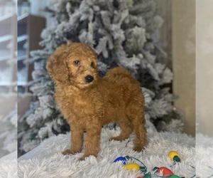 Goldendoodle (Miniature) Puppy for Sale in LAKE PANASOFFKEE, Florida USA
