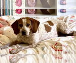 Small #1 Beagle Mix