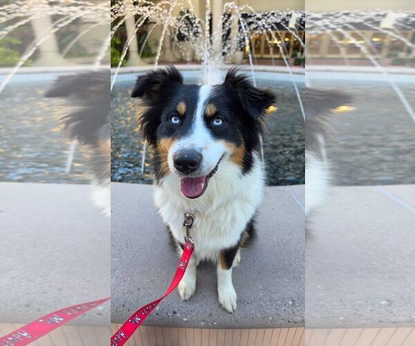 Medium Photo #2 Australian Shepherd Puppy For Sale in Newport Beach, CA, USA