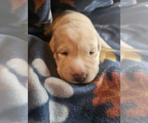 Labrador Retriever Litter for sale in PONTIAC, IL, USA