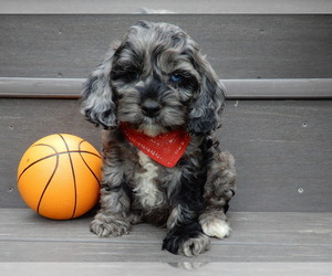 Cockapoo Puppy for sale in MILLERSBURG, OH, USA