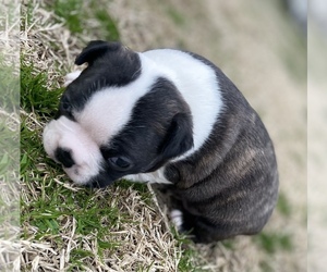 Boston Terrier Puppy for sale in WASHBURN, MO, USA