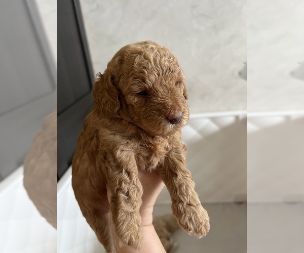 Medium Photo #11 Poodle (Toy) Puppy For Sale in MOUNT SOLON, VA, USA