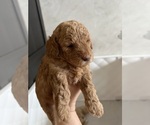 Small #10 Poodle (Toy)