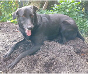 Ursa - F - Female Labrador Retriever-Unknown Mix Dog for Adoption - Photo #10