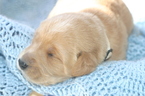 Small #11 Golden Labrador