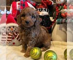 Small Photo #2 Goldendoodle-Poodle (Miniature) Mix Puppy For Sale in OTTAWA, KS, USA