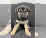 Small #1 German Shepherd Dog Mix