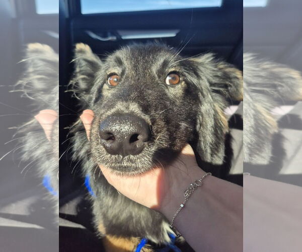 Medium Photo #7 Collie-Unknown Mix Puppy For Sale in Aurora, CO, USA