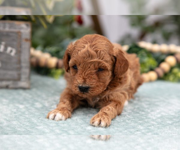Medium Photo #3 Poodle (Miniature) Puppy For Sale in FARWELL, MI, USA