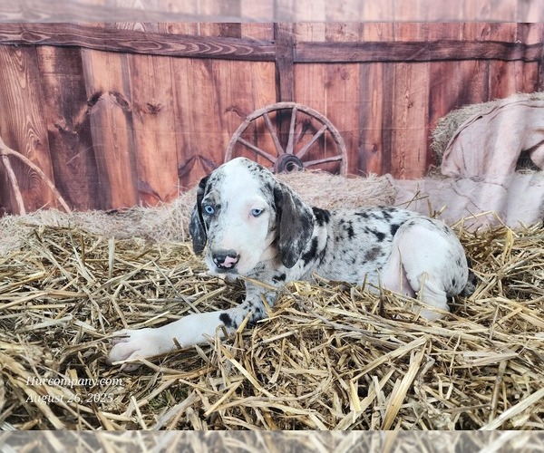 Medium Photo #2 Catahoula Leopard Dog Puppy For Sale in CUMBY, TX, USA